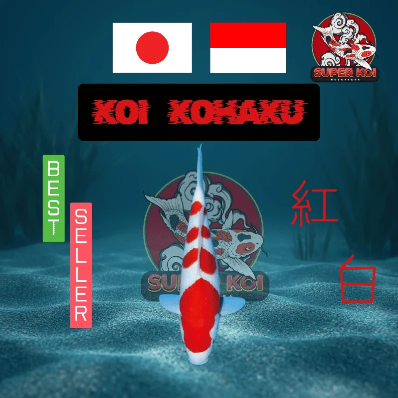 Koi Kohaku
