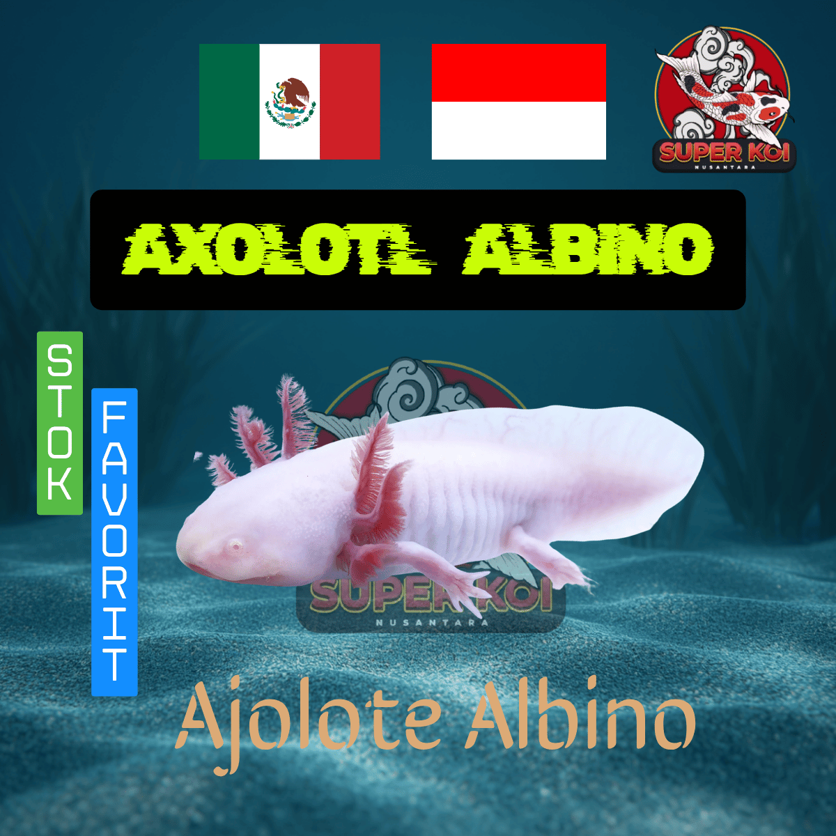 Axolotl Albino