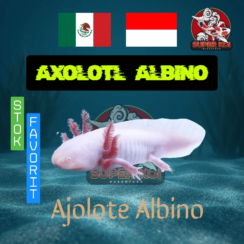 Axolotl Albino