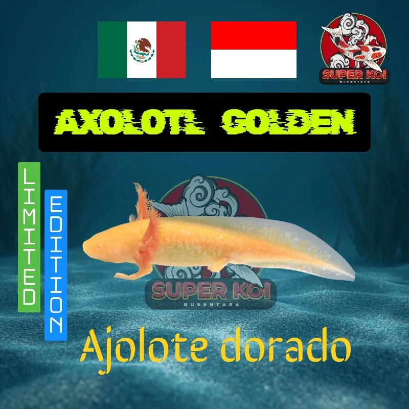 Axolotl Golden