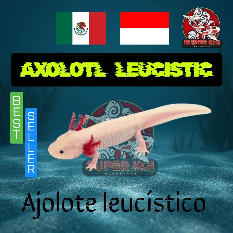 Axolotl Leucistic