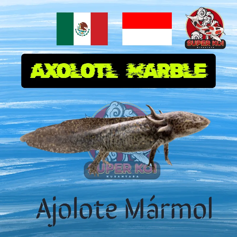 Axolotl Marble