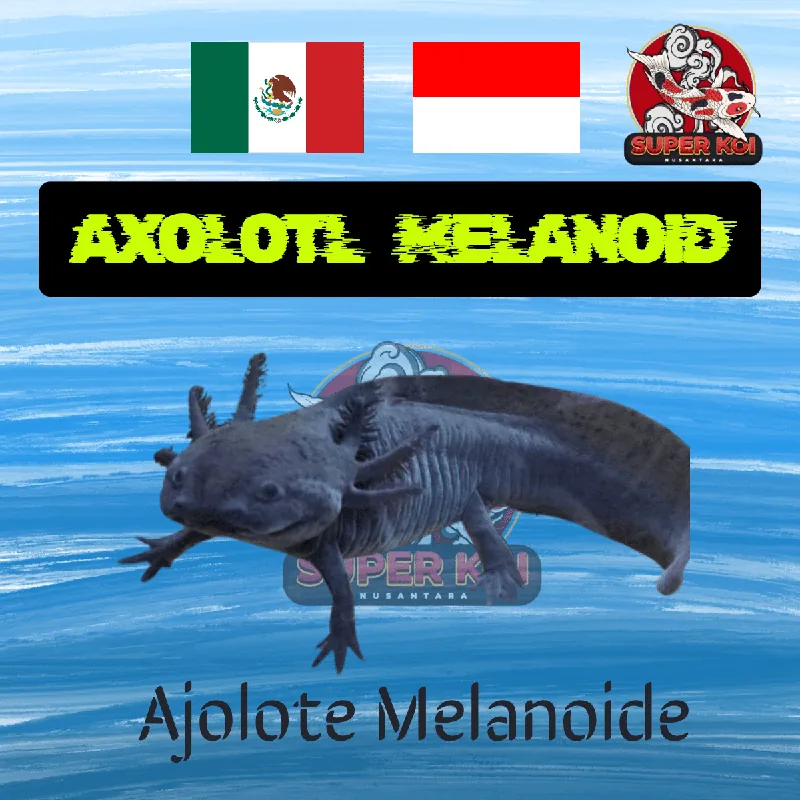 Axolotl Melanoid