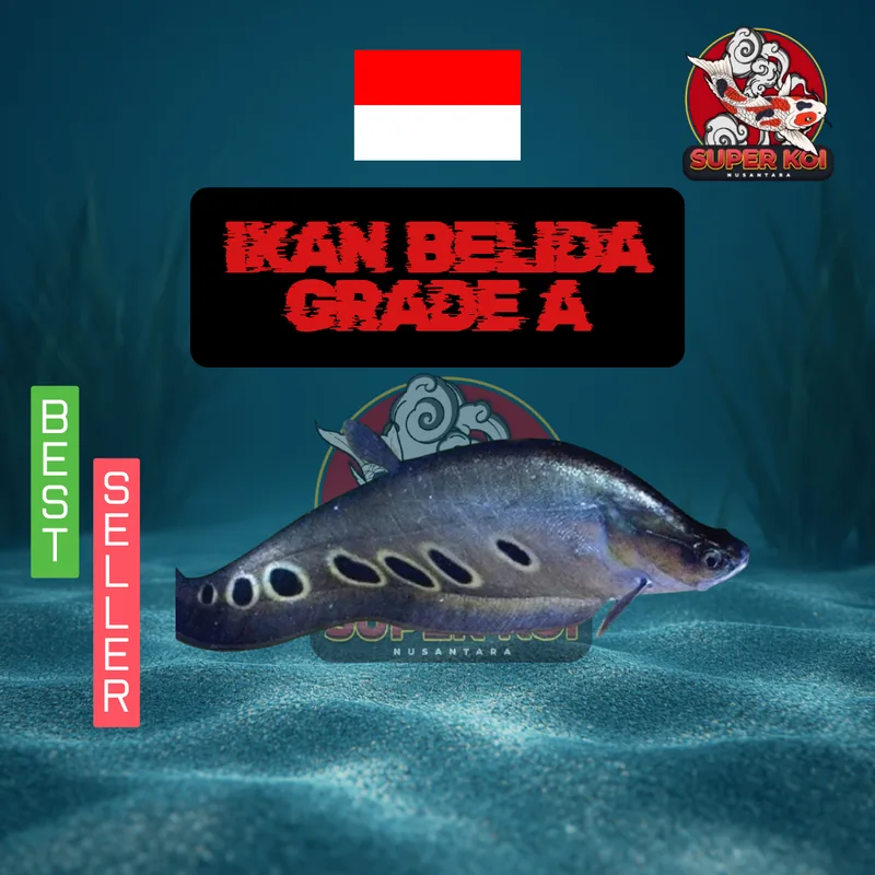 Ikan Belida Grade A