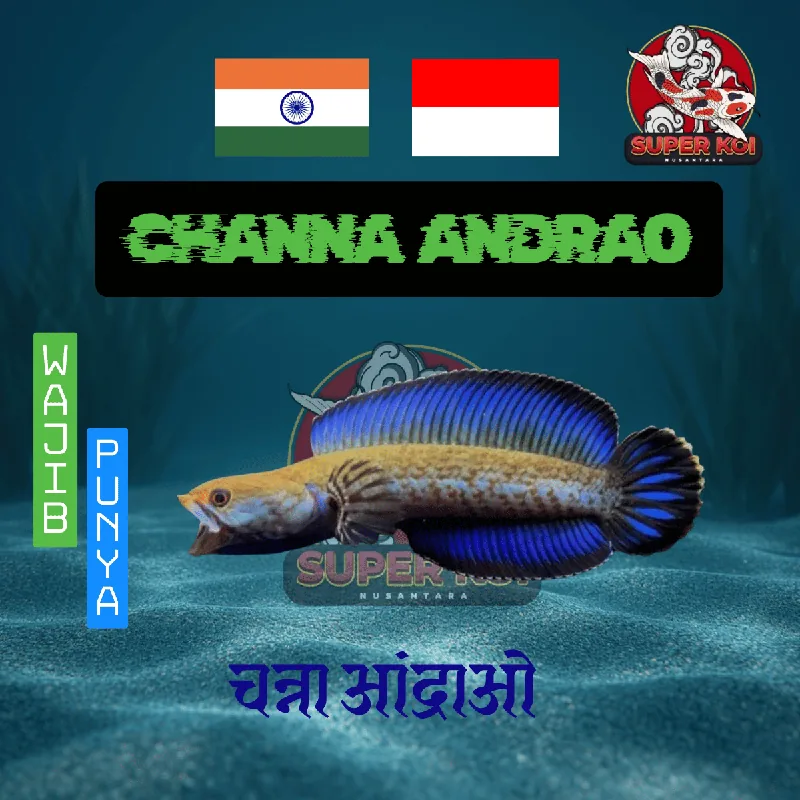 Channa Andrao High Grade