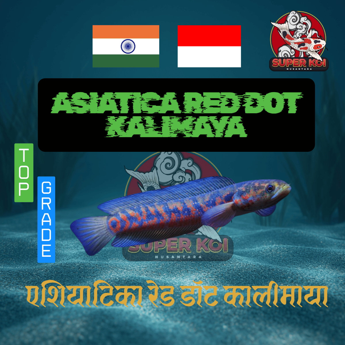 Channa Asiatica Red Dot Kalimaya