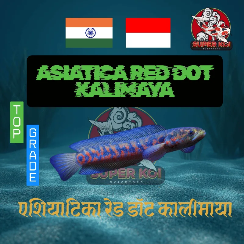 Channa Asiatica Red Dot Kalimaya