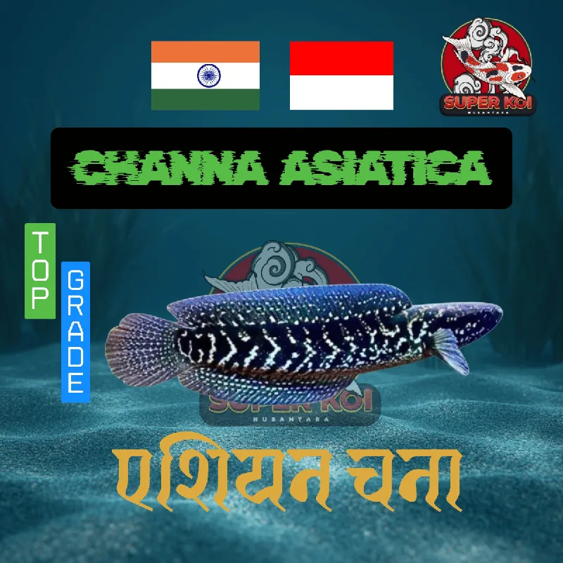 Channa Asiatica