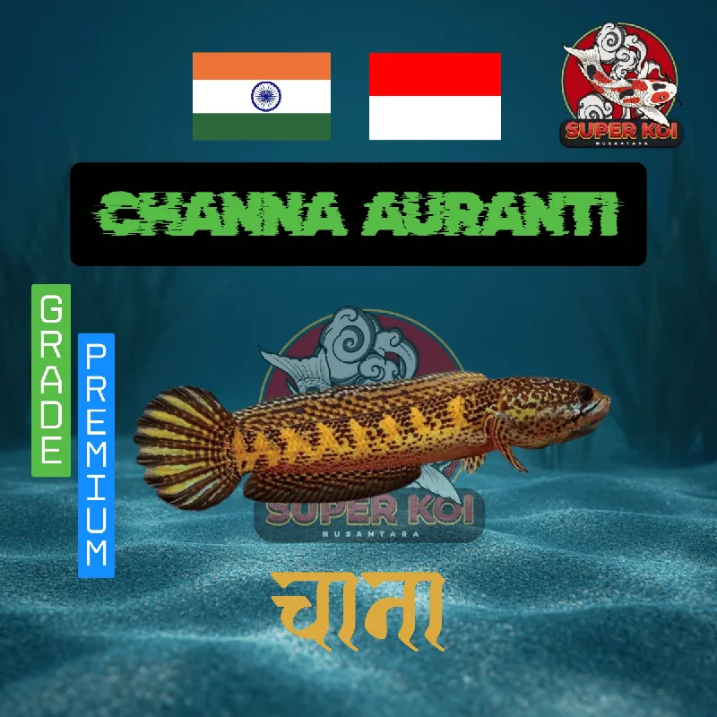 Channa Auranti