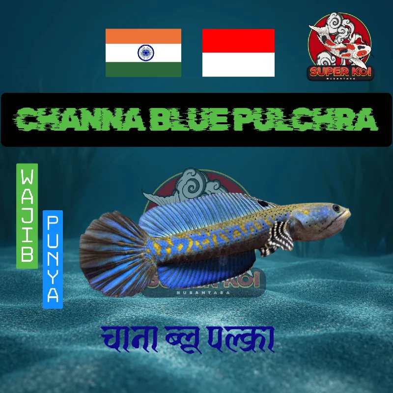 Channa Blue Pulchra