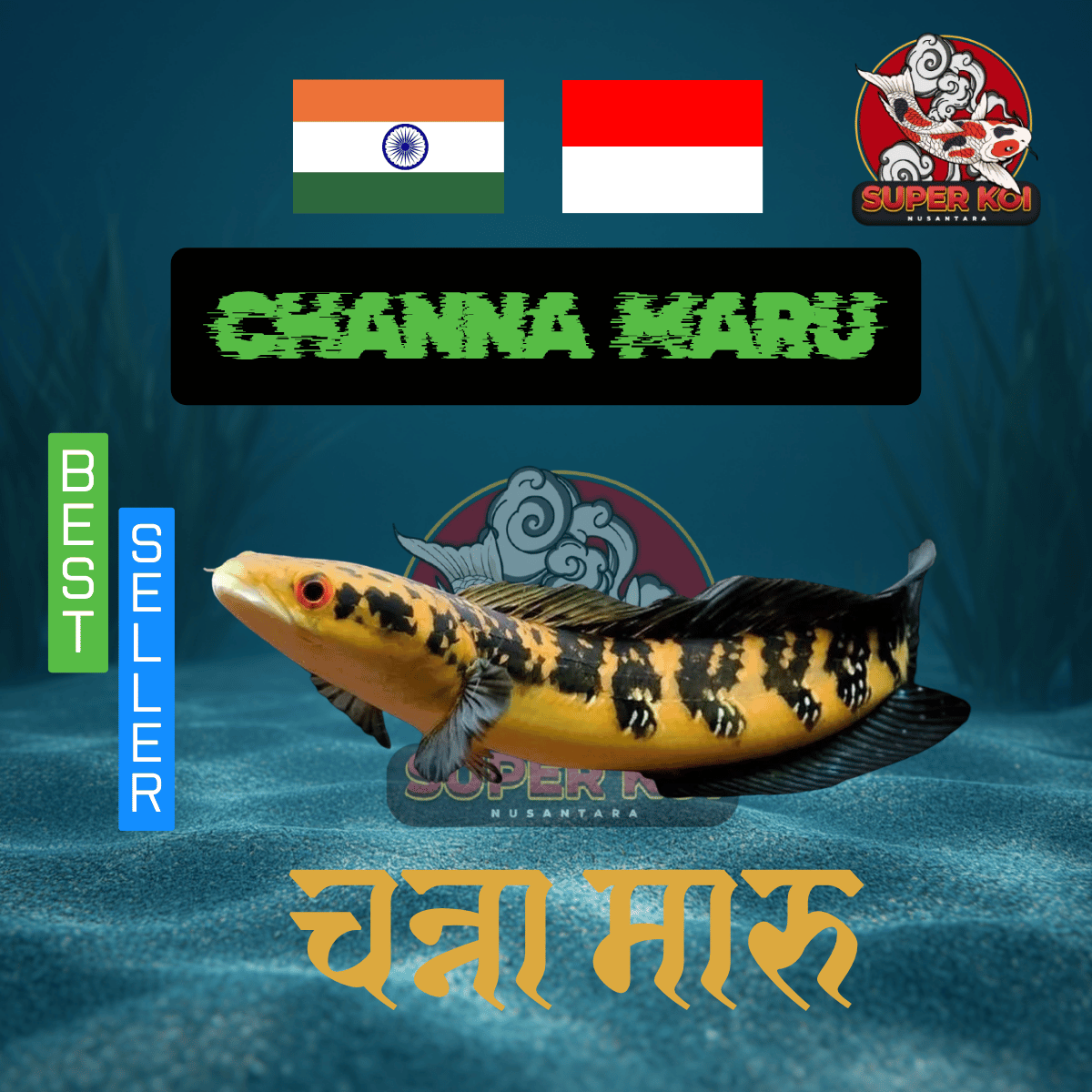 Channa Maru High Grade