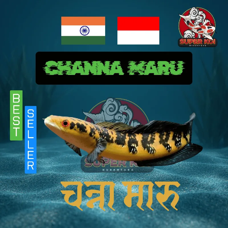 Channa Maru High Grade