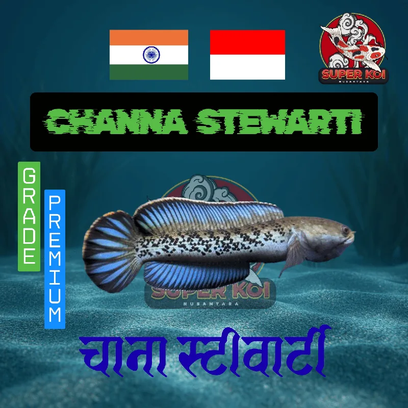 Channa Stewarti