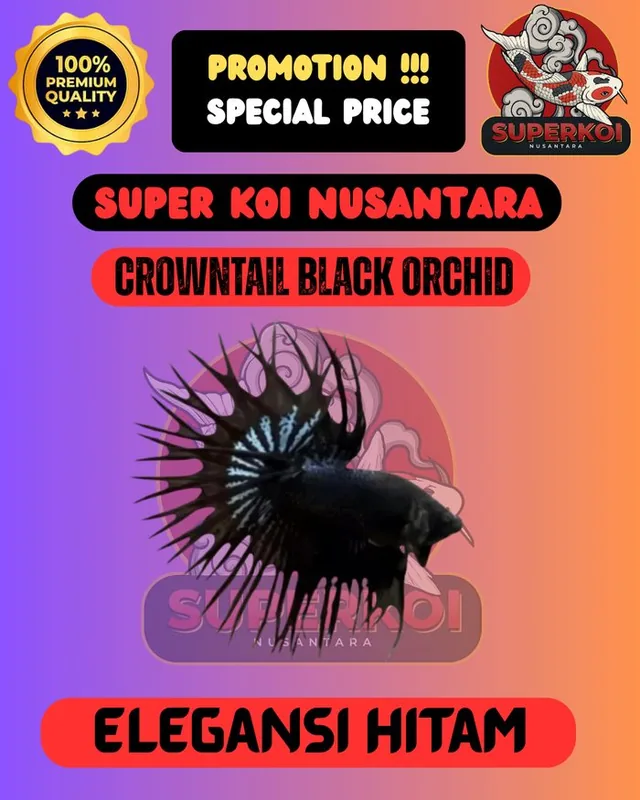 Cupang Blackorchid
