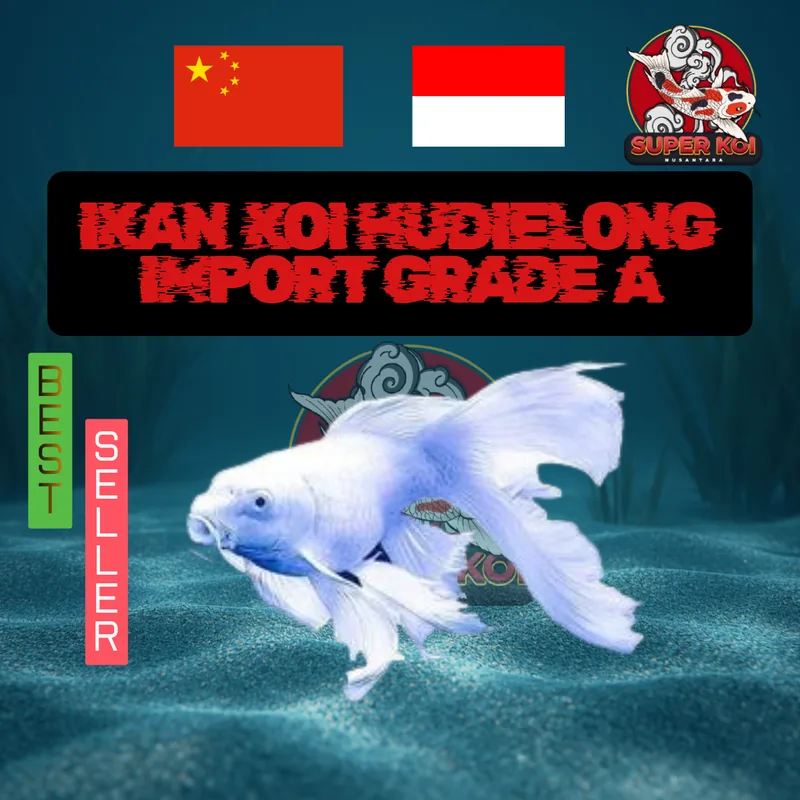 Koi Hudielong Import Grade A