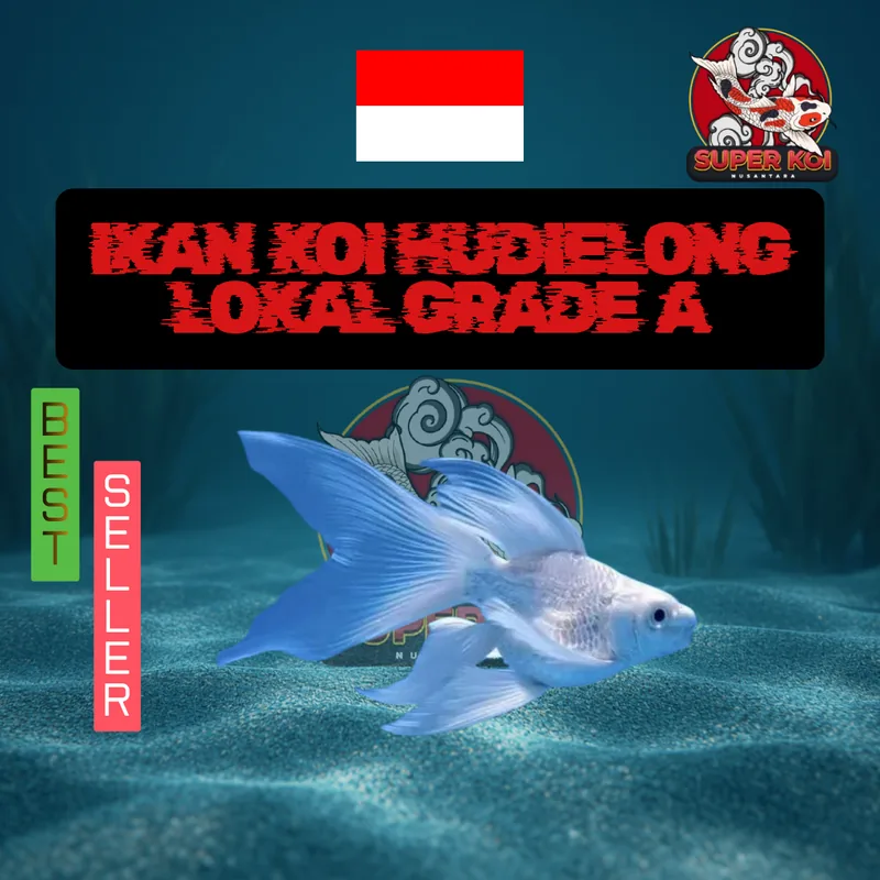 Koi Hudielong Lokal Grade A