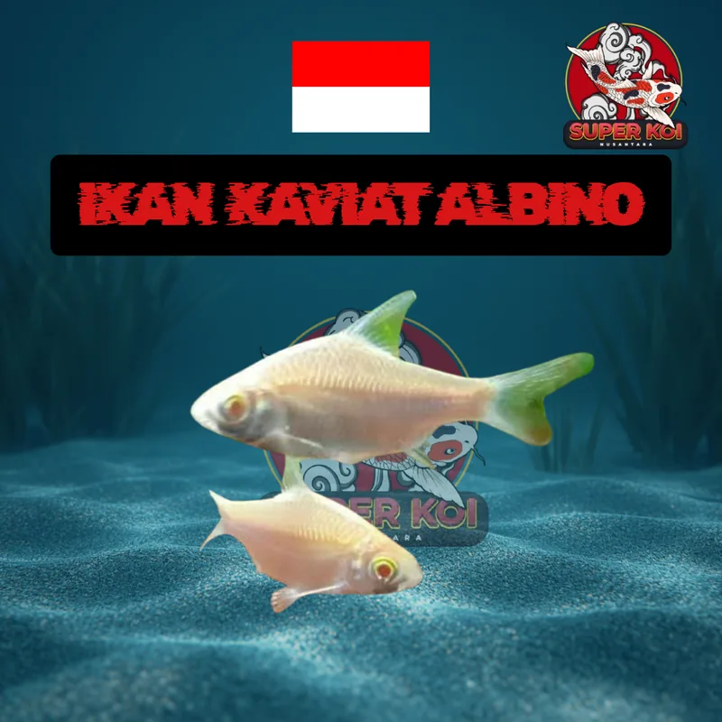 Ikan Kaviat Albino