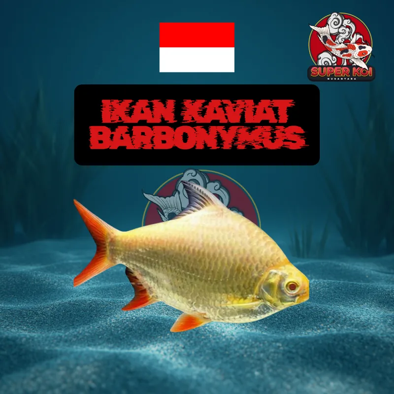 Ikan Kaviat Barbonymus