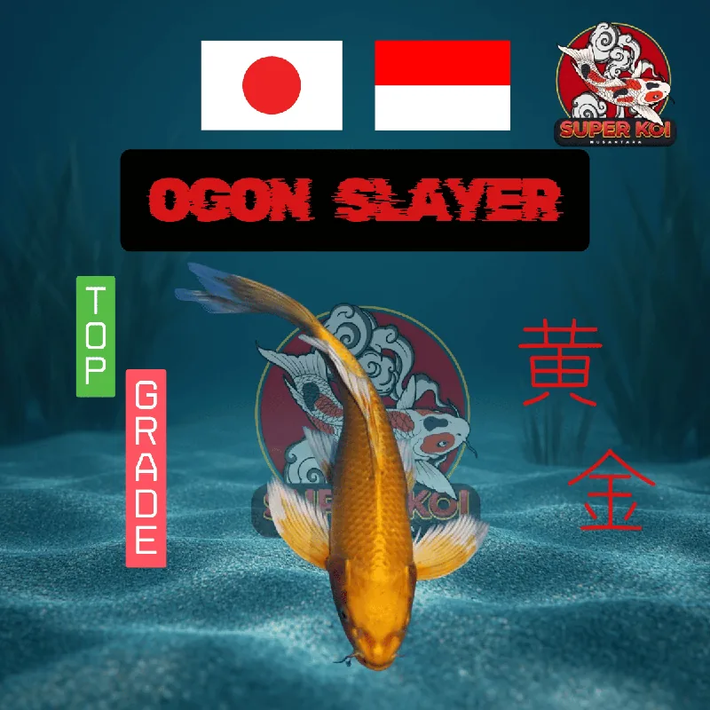 Koi Ogon Slayer