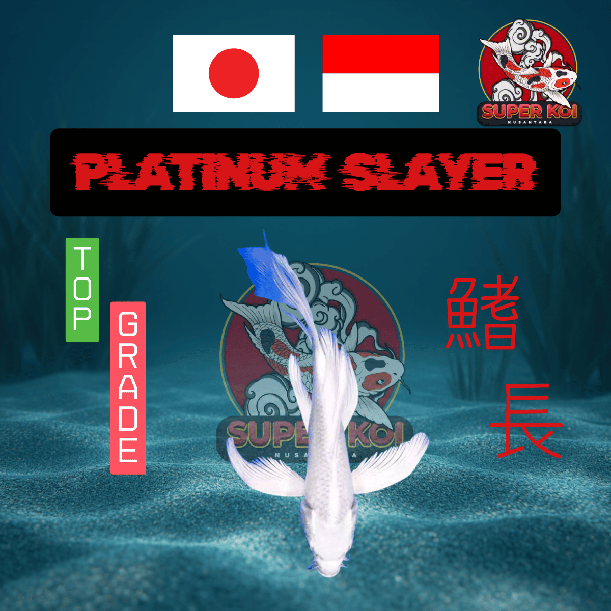 Koi Platinum Slayer