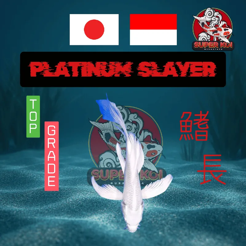 Koi Platinum Slayer