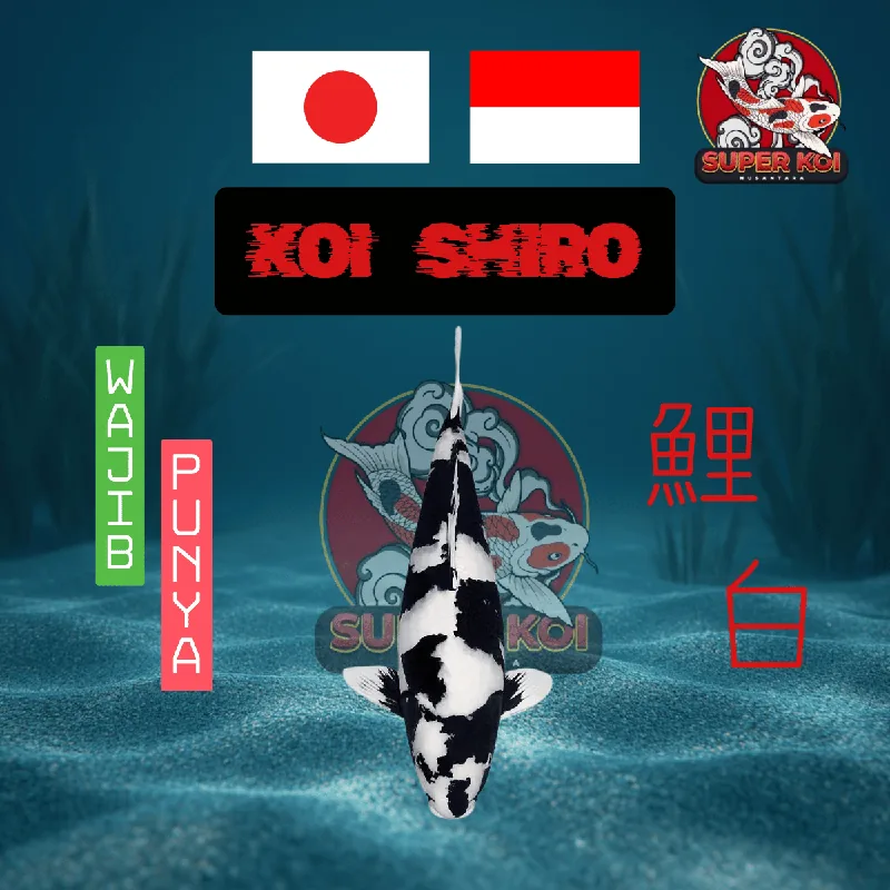 Koi Shiro