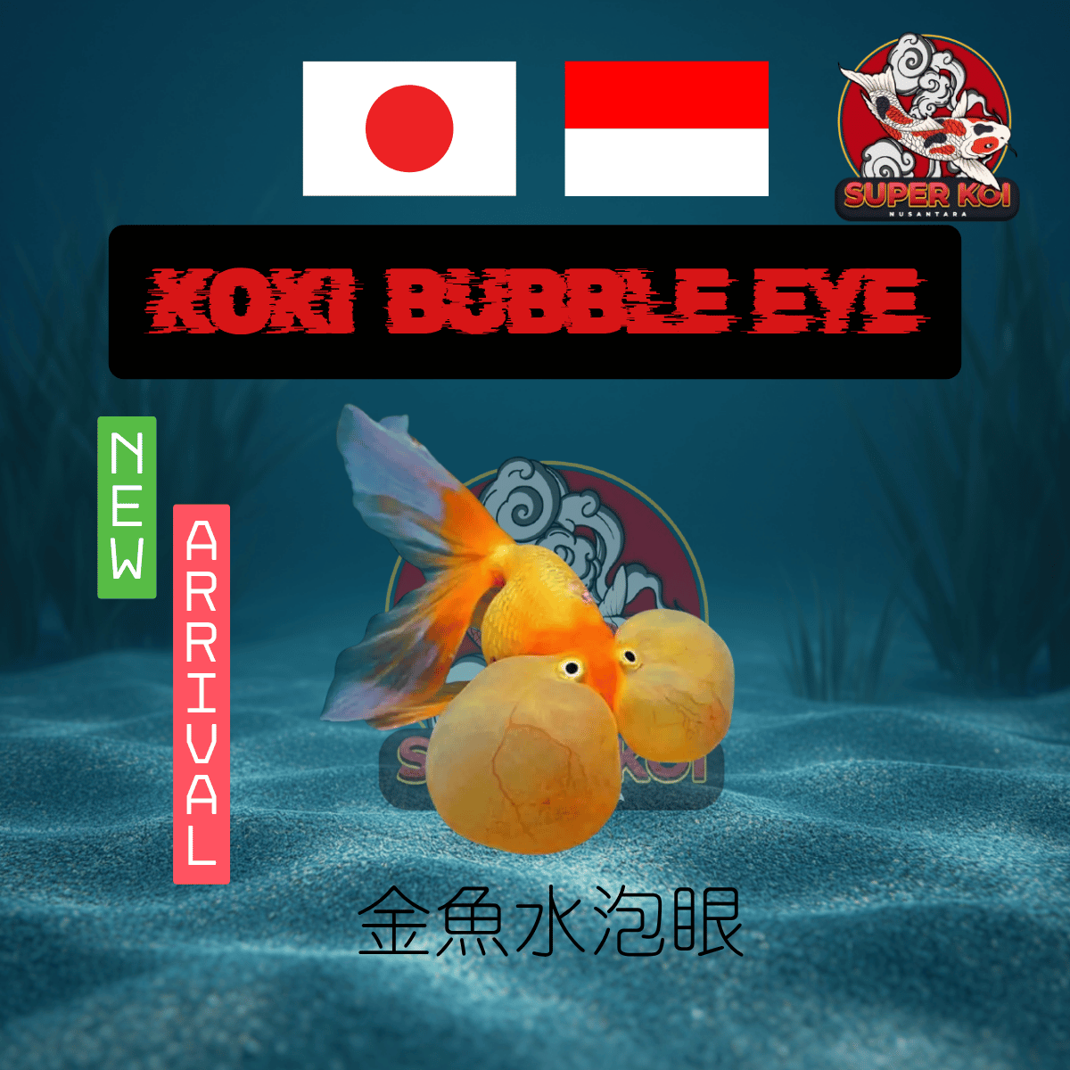 Koki Bubble Eye
