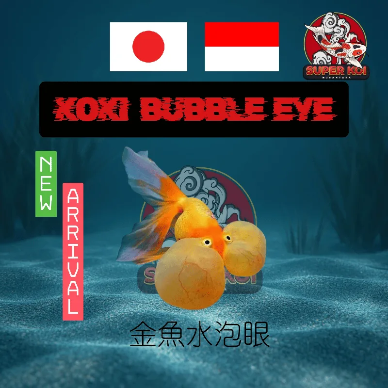 Koki Bubble Eye