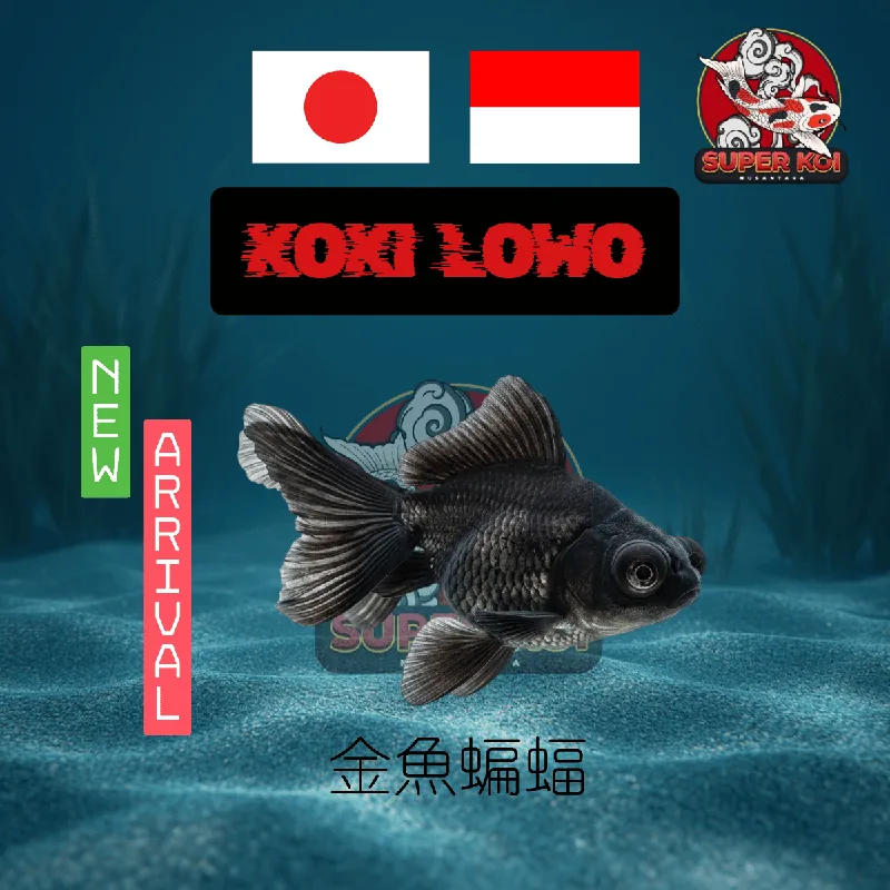Koki Lowo Black Moor