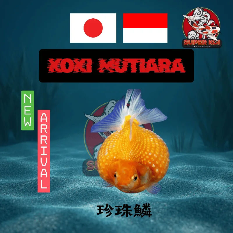 Koki Mutiara Pearlscale