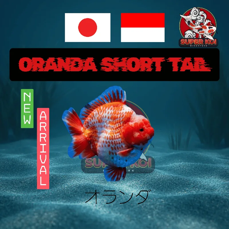 Koki Oranda Short Tail