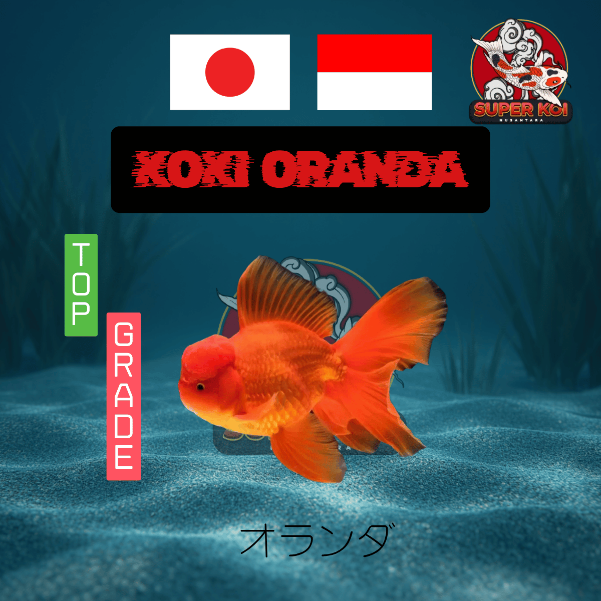 Koki Oranda
