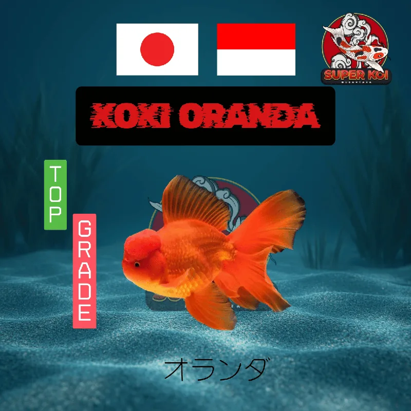 Koki Oranda