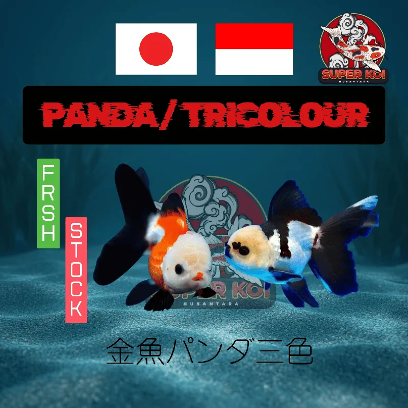 Koki Panda Tricolour