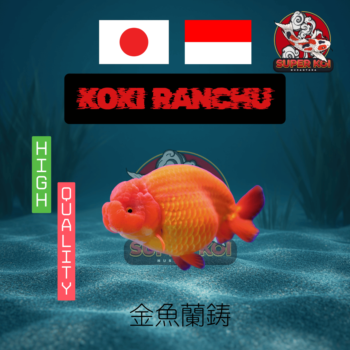 Koki Ranchu