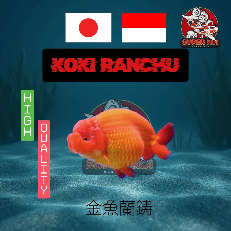 Koki Ranchu