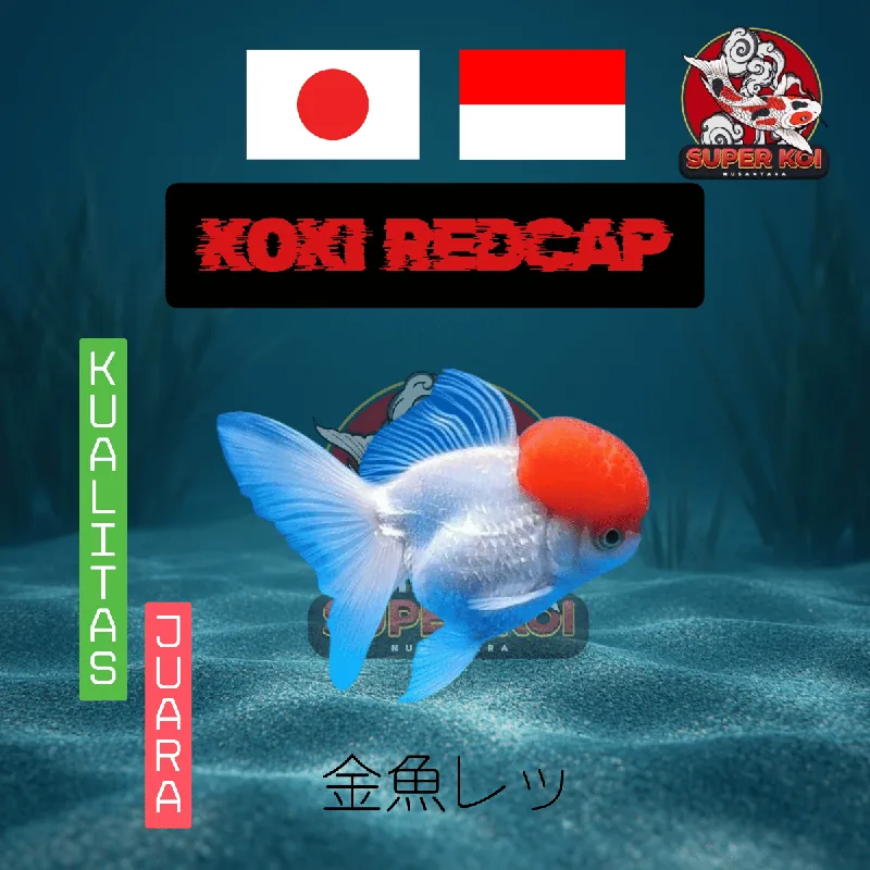 Koki Redcap