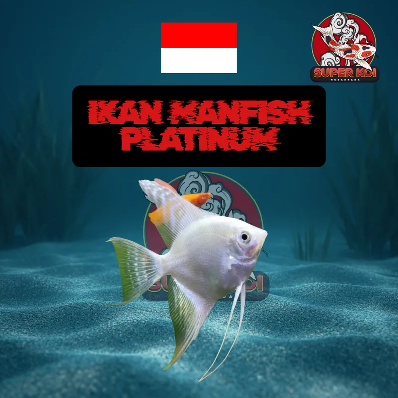 Ikan Manfish Platinum