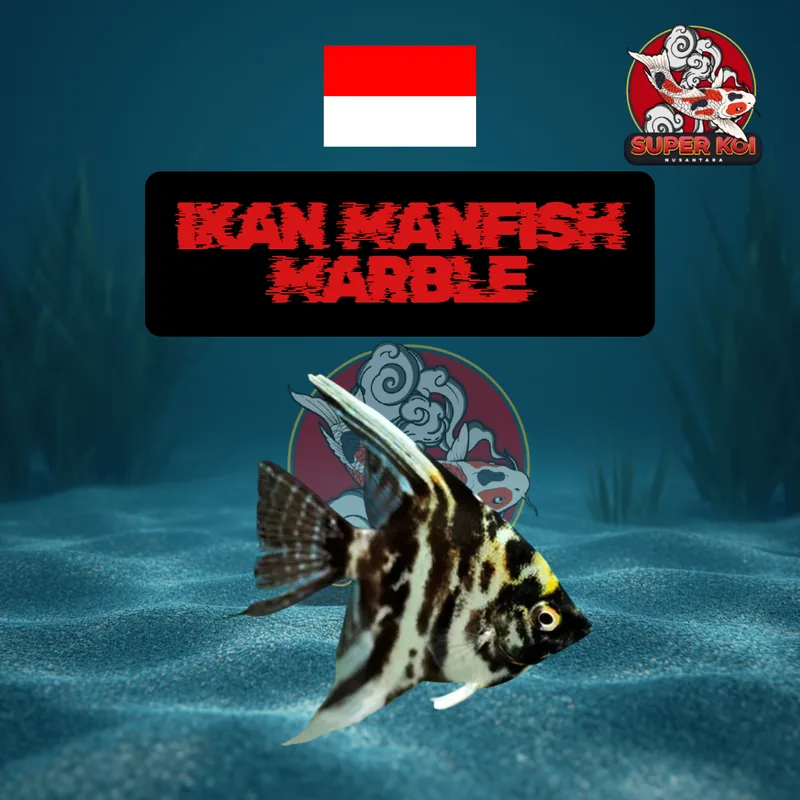 Ikan Manfish Marble