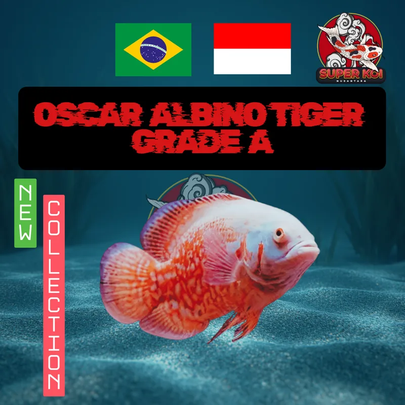 Oscar Albino Tiger Grade A