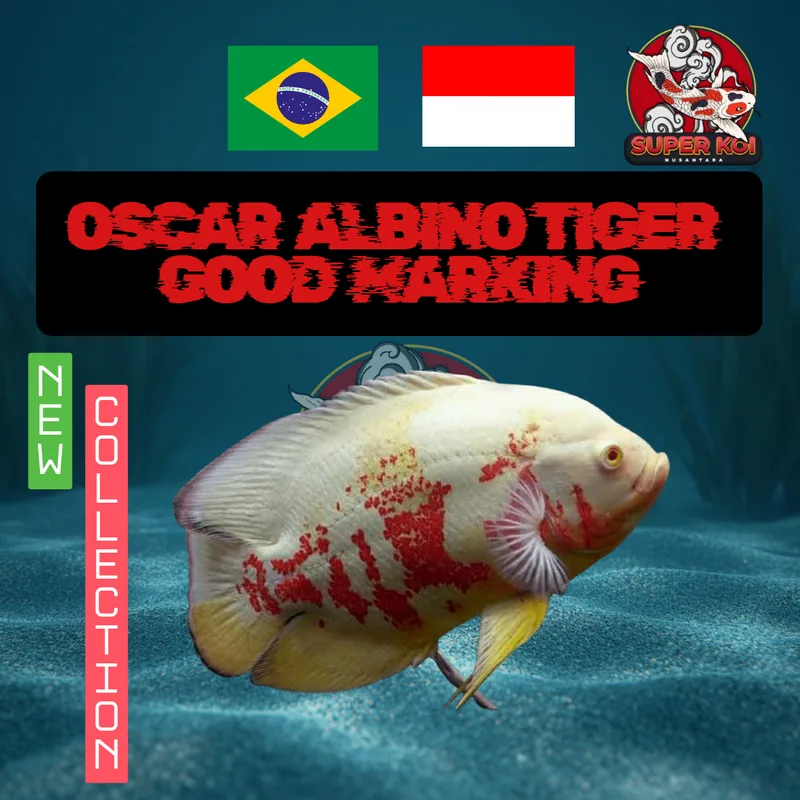Oscar Albino Tiger Good Marking