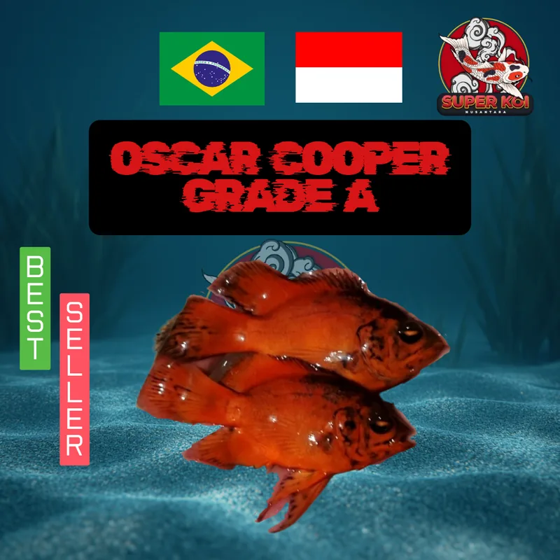Oscar Cooper Grade A
