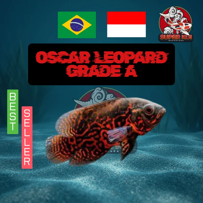Oscar Leopard Grade A