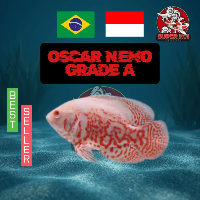 Oscar Nemo Grade A