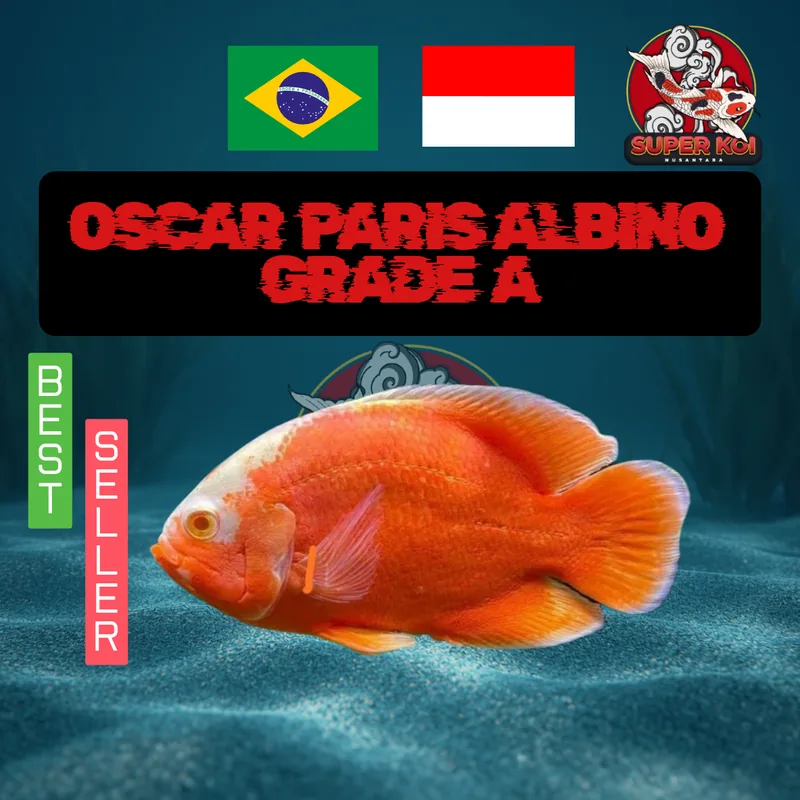 Oscar Paris Albino Grade A