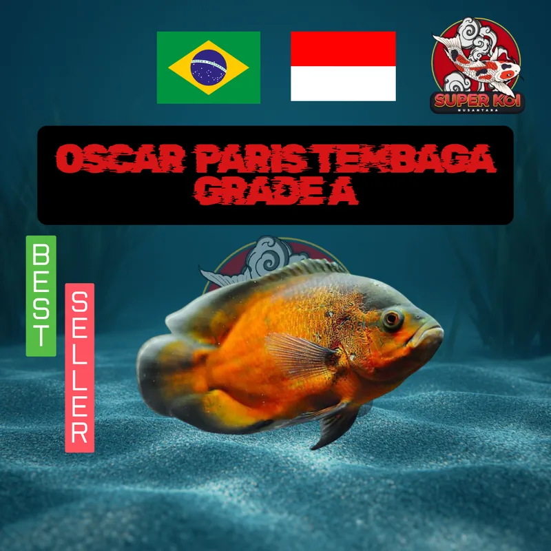 Oscar Paris Tembaga Grade A