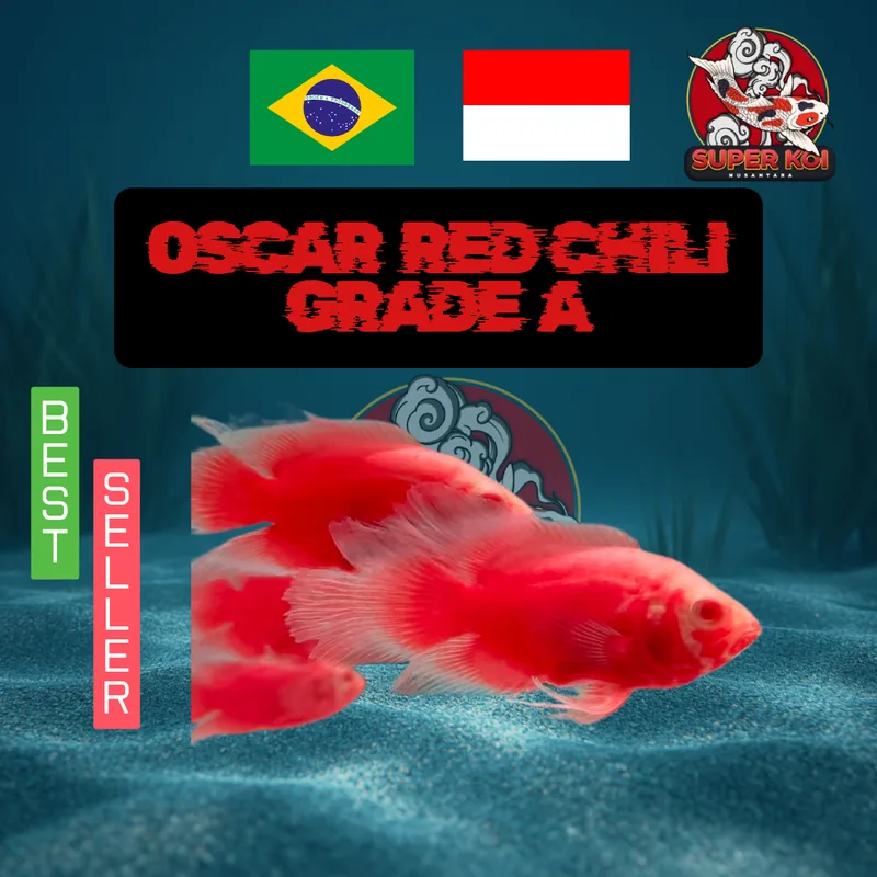 Oscar Red Chili Grade A