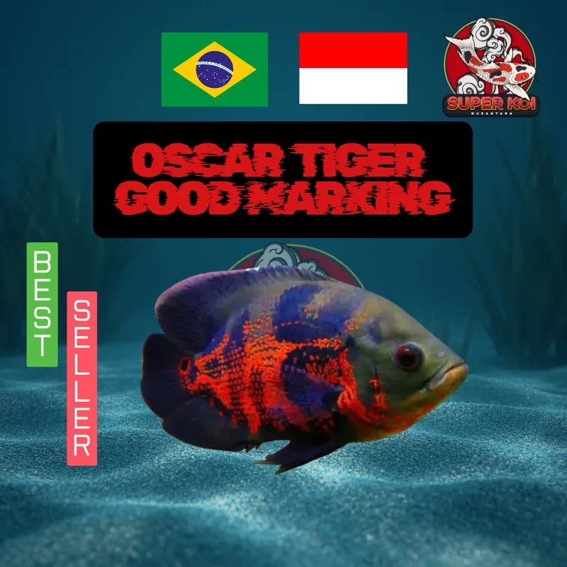 Oscar Tiger Grade A