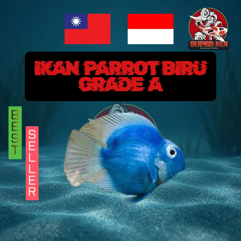 Ikan Parrot Biru Grade A
