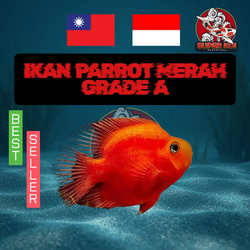 Ikan Parrot Merah Grade A